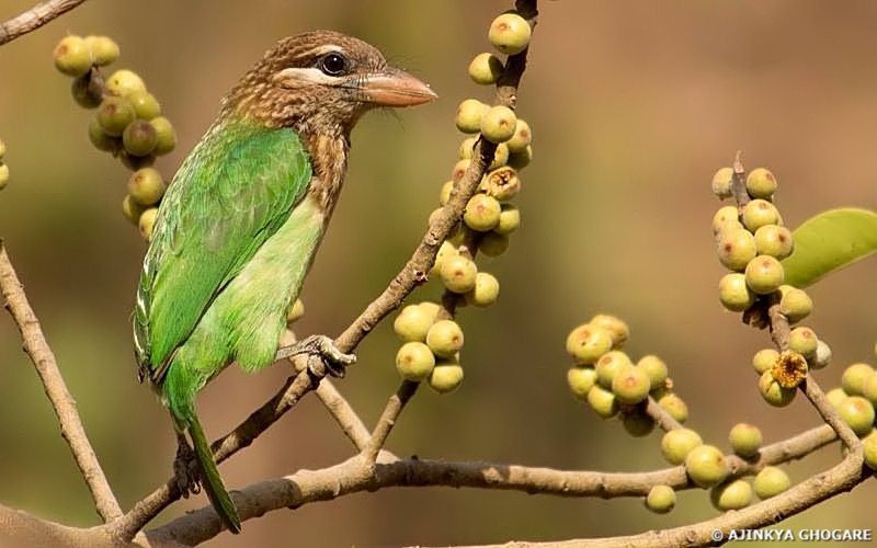 Tree-clinging Birds